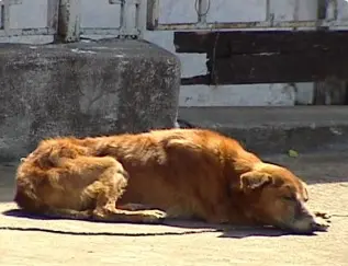 A entidade recém-criada em Regente Feijó pretende fazer um levantamento completo sobre o número de animais abandonados nas ruas da cidade (Foto: Arquivo)