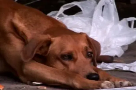 Cachorro que pode ter sido estuprado por morador do DF ficará sob os cuidados da polícia (Foto: Reprodução / TV Record Brasília)