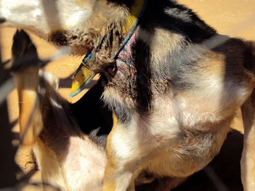 Policiais encontraram animal amarrado com coleira de forma bastante apertada e causando lesões. (Foto: Polícia Militar Ambiental/Divulgação)