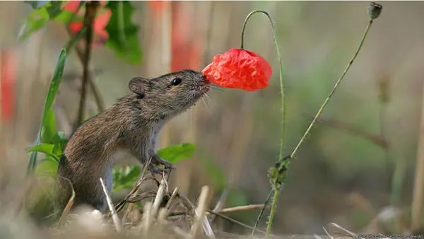 Grzegorz Lesniewski conseguiu uma imagem muito próxima deste camundongo enquanto ele investigava uma flor vermelha em uma plantação. (Foto: Wild Photos/Grzegorz Lesniewski )