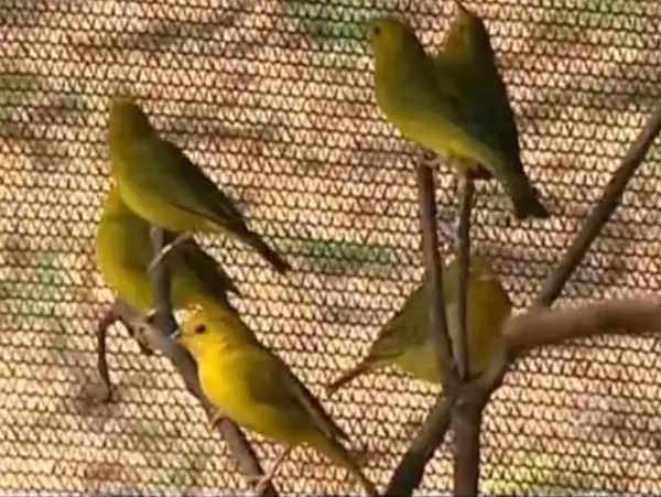 Canários da terra foram apreendidos pela Polícia Ambiental em Barueri (Foto: Reprodução/TV TEM)