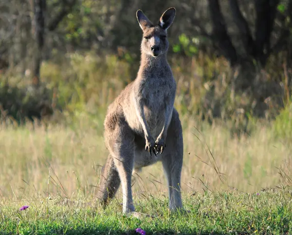 Foto: Glen Wright/TreeHugger