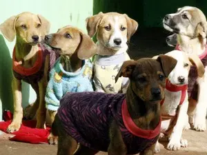 Gapa está recebendo doações de agasalhos e cobertores para os animais (Foto: Divulgação) 