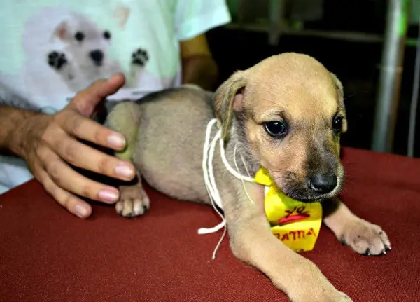 Cães e gatos estarão disponíveis para adoção nessa sexta-feira (Foto: Veriana Ribeiro/G1)