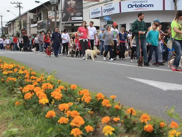 Mesmo com o céu nublado, a 16ª edição da Cãominhada levou 1.355 cães às ruas de Blumenau, em Santa Catarina, na manhã deste domingo - Foto: Jaime Batista da Silva / Divulgação