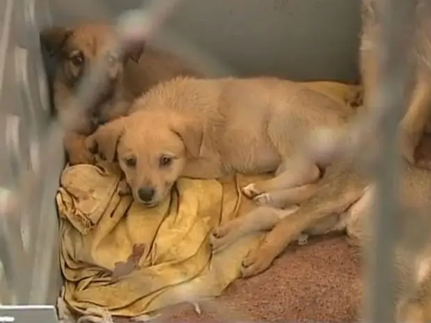 Prefeitura de Ponta Grossa retomou serviço de castração de cães em situação de rua e de cachorros de famílias carentes (Foto: Reprodução/RPC TV)