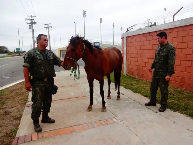 Animal resgatado em Campos, RJ, foi recolhido pela Guarda Ambiental e vai ser medicado (Foto: Priscilla Alves/ G1)