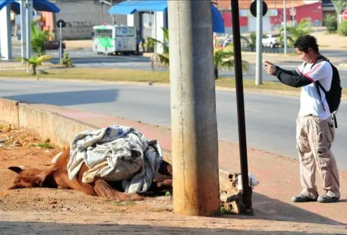 Animal atropelado foi deixado na lateral da avenida Ipanema e demora na retirada gerou queixas (Foto: Pedro Negrão)