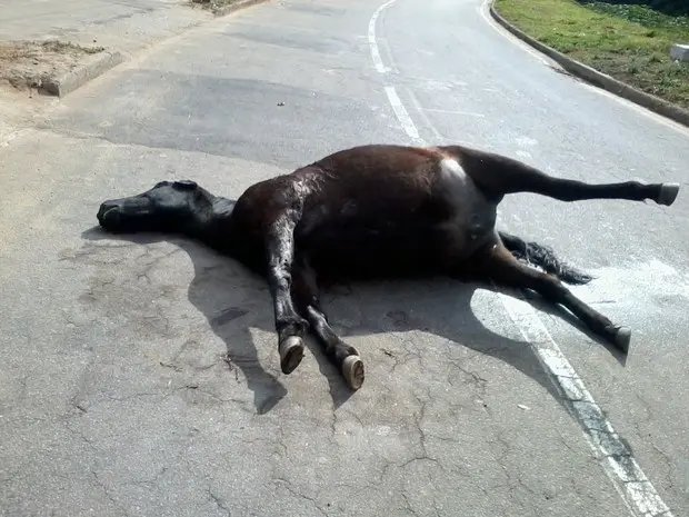 Cavalo ficou mais de 24 horas morto na via. (Foto: Internauta / VC no G1)