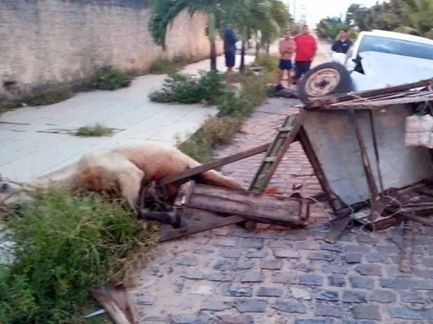 Cavalo teve ferimento profundo e será sacrificado no RN (Foto: Reginaldo Bezerra)