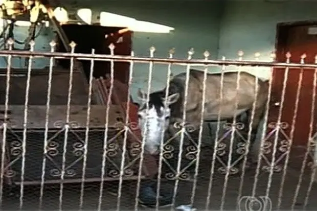 Cavalo era criado dentro de casa, em Itumbiara (Foto: Reprodução/TV Anhanguera)