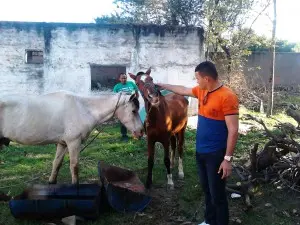 Cavalos circulavam livremente em Mesquita - Foto: Márcio Gonçalves.