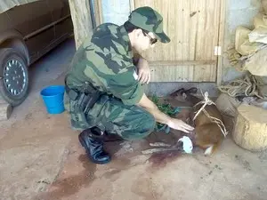Cervo foi resgatado por policiais (Foto: Divulgação / Polícia Militar Ambiental)