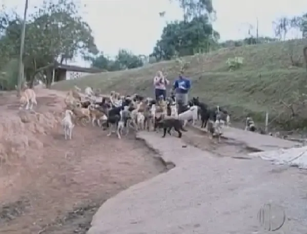 Mensalmente cerca de 15 cachorros são adotados no abrigo. (Foto: Reprodução)