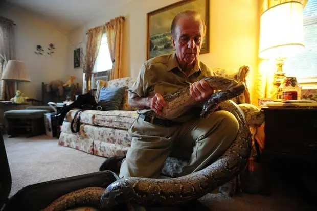 Gerald Zelenka, um professor de biologia aposentado, adota uma cobra como animal de estimação nos EUA (Foto: Marko Georgiev, The Record of Bergen County/ AP)