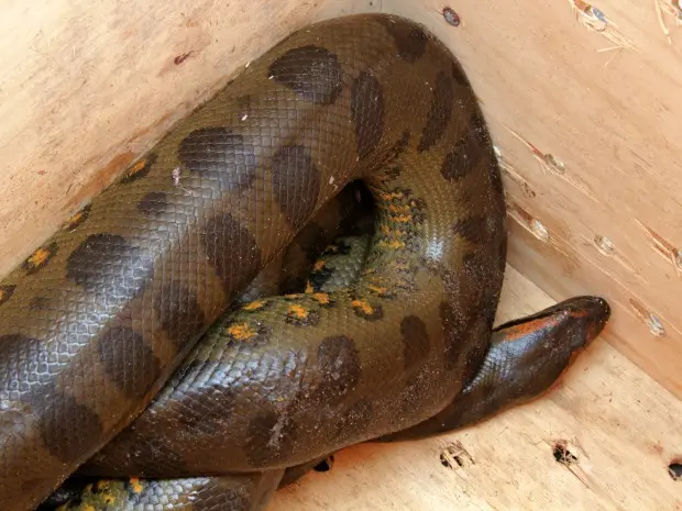 Cobras são agentes de controle população de ratos, afirmou analista ambiental do Ipaam (Foto: Divulgação/Tiago Melo/G1 AM)