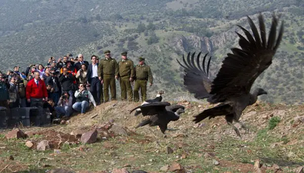 Imprensa acompanha liberação de condores no Chile. (Foto: AFP Photo/Martin Bernetti)