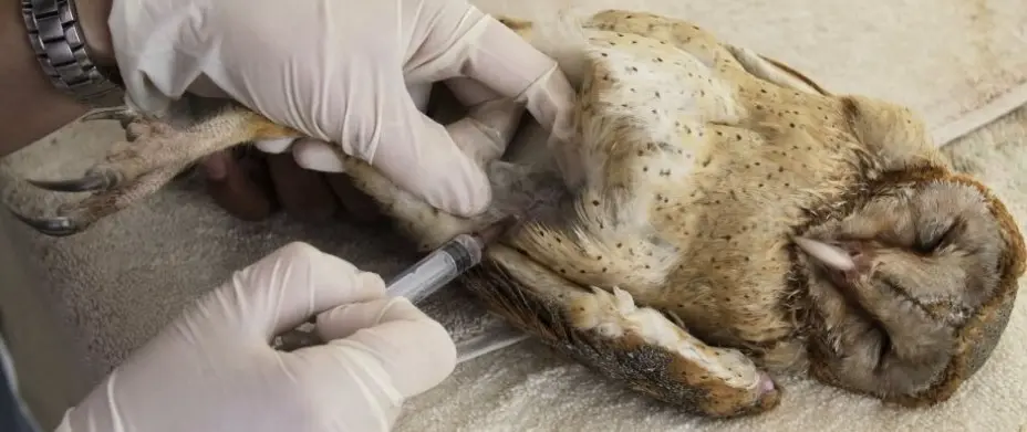 Coruja é medicada por veterinário em Ahmadabad, Índia. (Foto: Ajit Solanki/AP)