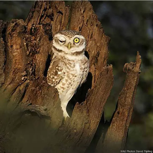 A foto de David Tipling mostra uma coruja em Bharatpur, na Índia. (Foto: Wild Photos/David Tipling )