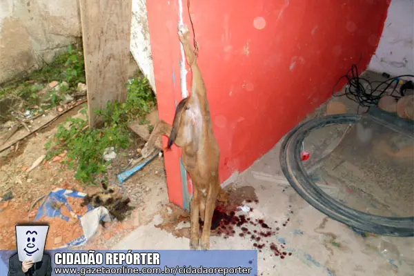 Um absurdo foi constatado na Rua Maquina de Olime, na cidade de Muniz Freire, na noite do dia 27/07. Enquanto muitos se divertiam, desocupados sacrificavam um gato e um cachorro fazendo ritual de magia negra.