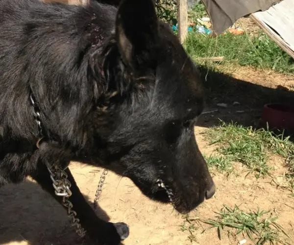 O cão Django. (Foto: Divulgação)