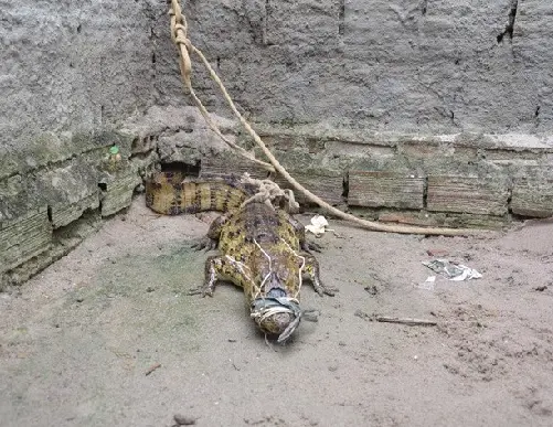 Animal estava amordaçado e criado como um cachorro em João Pessoa (Foto: Walter Paparazzo/G1)