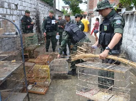 Em uma residência vizinha, foram encontradas 27 aves silvestres, que também foram resgatadas (Foto: Walter Paparazzo/G1)