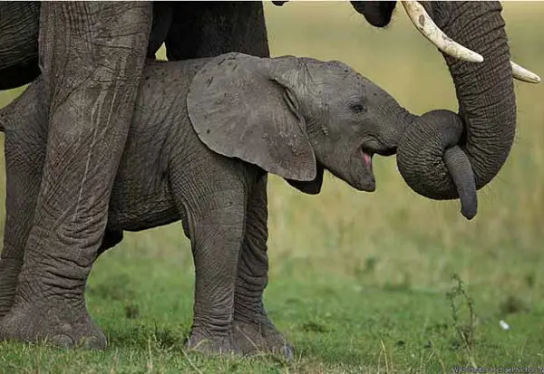 Michael Nichols, da 'National Geographic', registrou um elefante recém-nascido sendo ensinado a usar a tromba pela mãe no Parque Nacional do Serengueti. (Foto: Wild Photos/Michael Nichols/National Geographic)