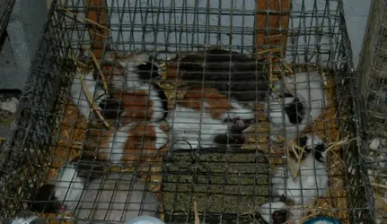 Foto: SPCA of Texas