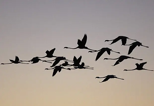 Revoada de flamingos na reserva natural Fuente de Piedra, perto de Málaga (Foto: Jon Nazca/Reuters)