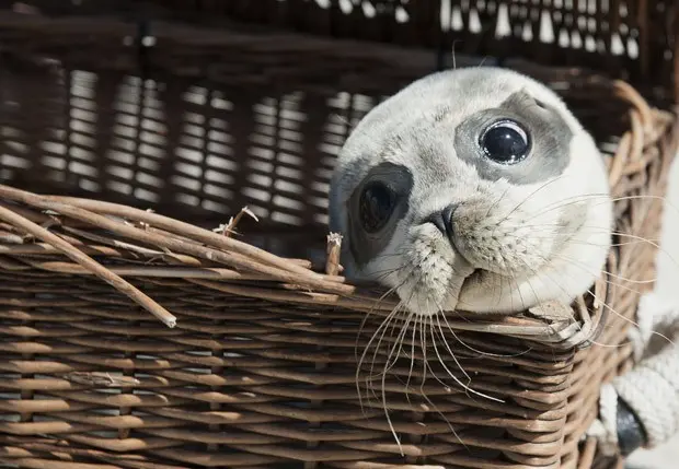 Foca chamada 'Bruno' é levada para ser devolvida ao mar dentro de caixa de transporte. (Foto: AFP Photo/DPA/Carmen Jaspersen)