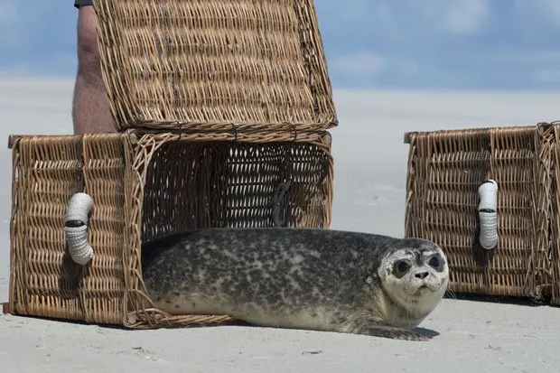 Foca sai de cesta rumo ao mar na Alemanha. (Foto: AFP Photo/DPA/Carmen Jaspersen)