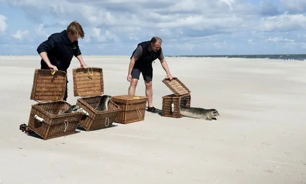 Técnicos de estação que cuida de focas abandonadas liberam focas em praia. (Foto: AFP Photo/DPA/Carmen Jaspersen)