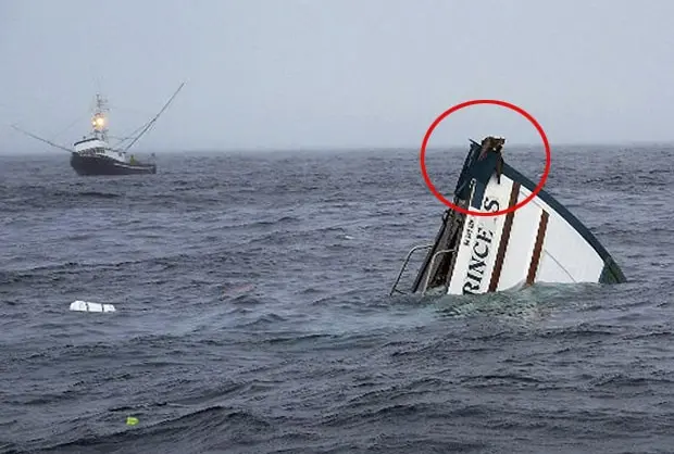 Um dos felinos se refugiou na ponta do barco antes de ele afundar (Foto: Mark Schneider/AP)