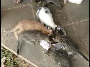 Gatos estão sendo exterminados em quadra de Palmas (Foto: Reprodução/TV Anhanguera TO)