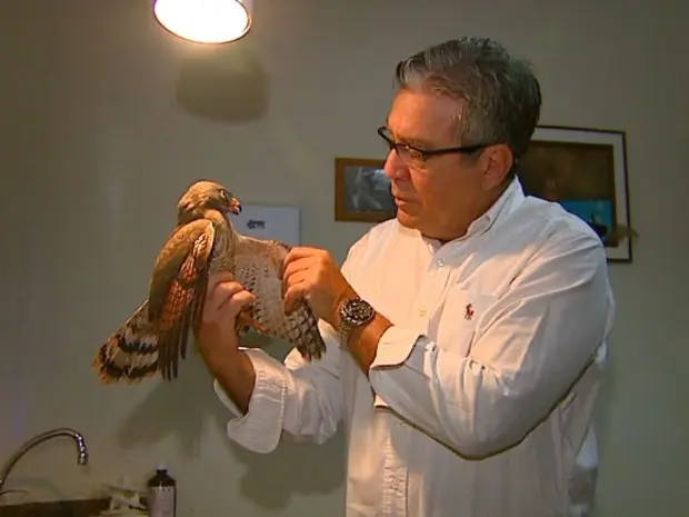 Veterinário de São Carlos trata gavião apreendido pela Polícia Ambiental (Foto: Ely Venâncio/EPTV)