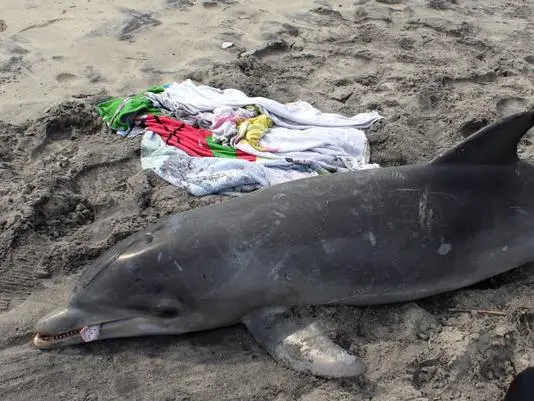 Foto: Marine Mammal Stranding Center/USA Today