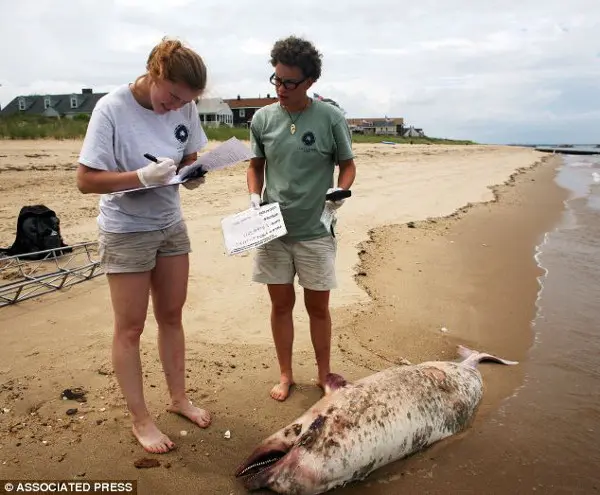 Cientistas estão trabalhando para decifrar a causa de uma explosão no número de mortes de golfinhos, enquanto mamíferos encalhados foram encontrados ao longo da costa leste dos Estados Unidos. As voluntárias Krystal Rodrique (à esquerda) e Liz Schell (à direita) registram observações sobre um golfinho masculino morto em Norfolk, Virgínia. (Foto: Daily Mail)