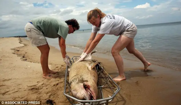 Voluntárias carregam em uma maca um golfinho masculino morto na praia, na Virgínia. Este foi o terceira resgate de golfinhos do dia. Oficiais estão tentando determinar a causa de um aumento intenso em mortes de golfinhos na Virgínia e em outros estados da costa leste. (Foto: Daily Mail)