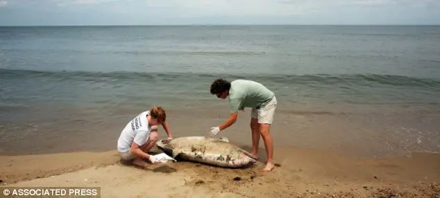 Cinco golfinhos como esse na fotografia foram encontrados encalhados na Virgínia somente na quinta-feira. Em julho, aproximadamente uma dúzia de golfinhos mortos foram encontrados, a maioria em Norfolk e ao longo da parte sul da baía de Chesapeake - mais do que seis vezes o número geralmente recolhido em julho pela Equipe de Resposta ao Encalhe do Aquário da Virgínia. (Foto: Daily Mail) 