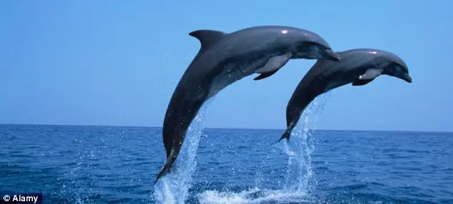 Golfinhos-nariz-de-garrafa, entre as espécies encontradas nas praias, vivem em grupos de dois a 15 membros, distantes da costa do leste dos Estados Unidos, e passam a maioria do ano nas águas mais mornas do sul, antes de se mover para as baías do Médio Atlântico, entre maio e outubro. (Foto: Daily Mail)