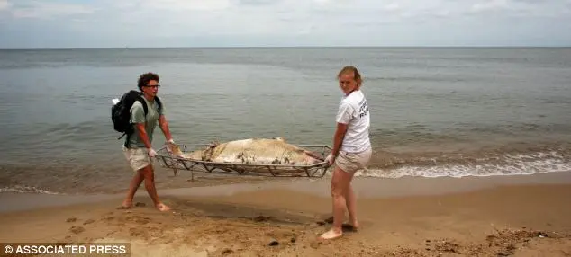 Krystle Rodrique, (à direita) descreveu o cheiro das carcaças branco-rosadas como uma mistura entre um pet shop e peixe podre. Disse ao The Virginian-Pilot: “Você se acostuma com o cheiro, mas eu nunca consigo tirá-lo realmente de minhas mãos… eu as esfrego repetidamente.” (Foto: Daily Mail)