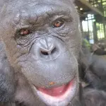 O sorriso de Bazou ao descobrir a liberdade. (Foto: Care2)