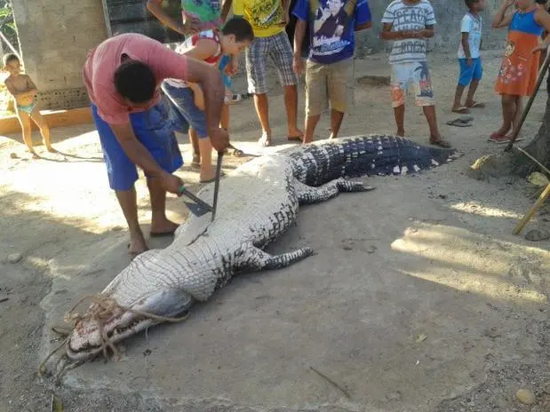 Foto: Ibama/ Divulgação