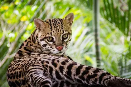  Jaguatirica fêmea aguarda o almoço em um santuário da Costa Rica. (Foto: Cortesia de Kip Patrick)