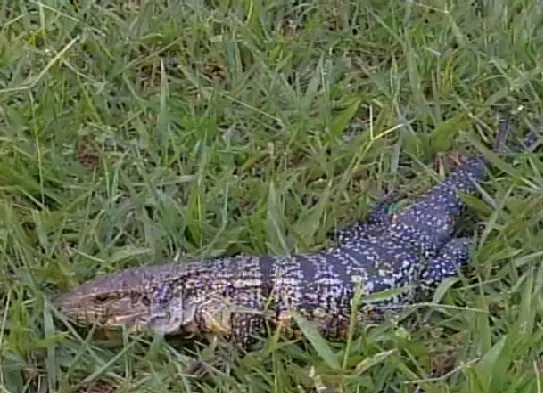 Lagarto, conhecido na região como teiú, está internado no HVU (Foto: Reprodução/TV Integração)