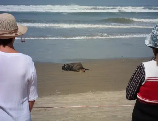 Banhistas observam o lobo marinho tomar sol em Praia Grande (Foto: Marcel Perales/VC no G1)