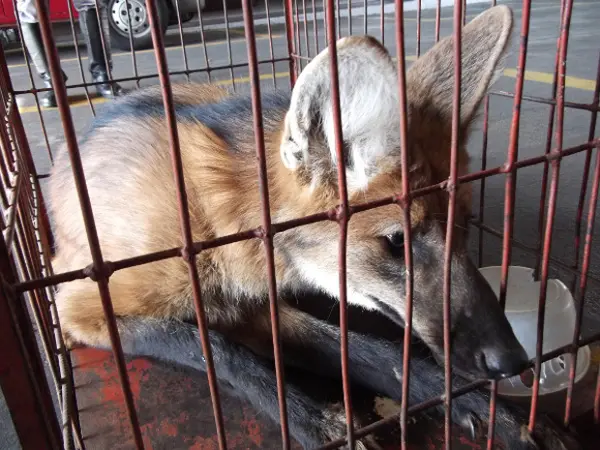 As queimadas e o grande crescimento demográfico da região urbana têm contribuindo para o aparecimento de animais silvestres nos centros das cidades do Alto Paraopeba (MG). (Foto: Divulgação)