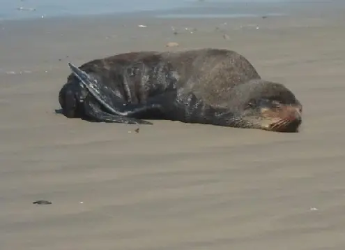 Lobo marinho apareceu em Praia Grande (Foto: Marcel Perales/VC no G1)