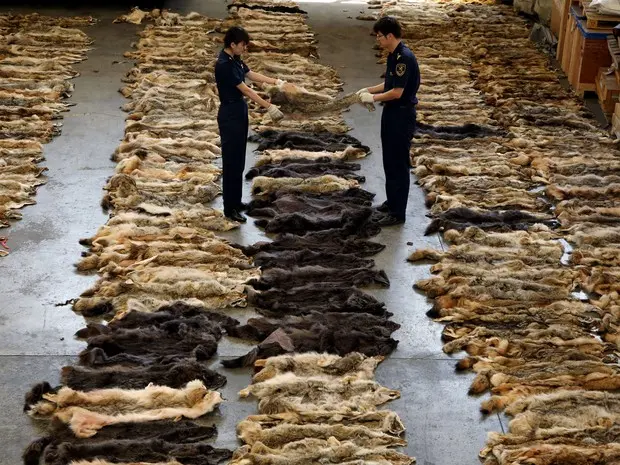 Funcionários aduaneiros verificam peles de lobo apreendidas no aeroporto de Pequim (Foto: AFP)